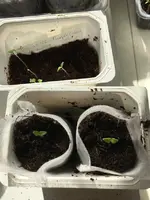 Tomatillopikiert.webp