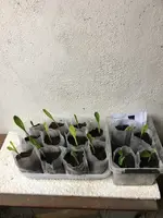 Maisgepf1.webp Maisgepf1.webp