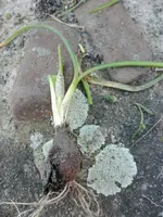 IMG_20210302_171805.webp IMG_20210302_171805.webp