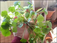 c036.webp