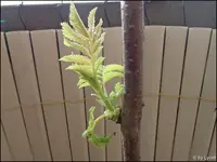 c040.webp