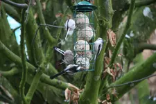 Schwanzmeisen1018.webp