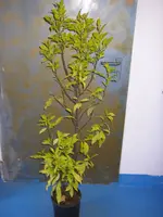 05_03_2021 (6).webp