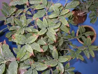 05_03_2021 (8).webp