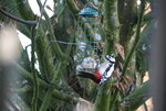 Buntspecht0417.JPG