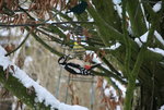 Buntspecht0718.JPG