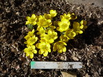 Eranthis_AGM_24.02.2021.JPG