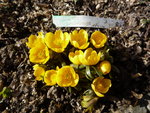 Eranthis_Schlüters Orange_24.02.2021.JPG