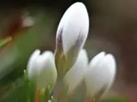 image001.webp
