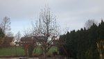 baum1.jpg