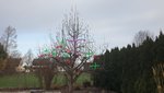 baum 2.jpg