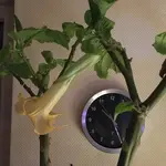 Brugmansia-A_20210306_02.webp