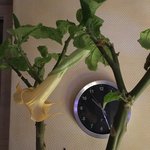 Brugmansia-A_20210306_02.jpg
