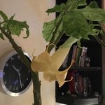 Brugmansia-A_20210306_03.jpg