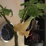 Brugmansia-A_20210306_03.webp