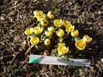 Eranthis_Schwefelglanz_24.02.2021.JPG
