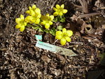 Eranthis_Winterzauber_24.02.2021.JPG