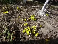 Eranthis hyemalis_Winterlinge Normalos_24.02.2021.webp