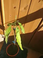 Avocado 2.webp