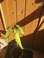 Avocado 1.webp