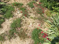 IMG_0188a.JPG