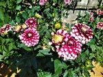 IMG_20200729_154430_2.jpg