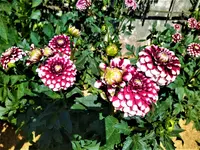 IMG_20200729_154430_2.webp