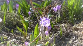 P1270263 (2).webp