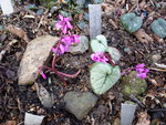 Cyclamen coum_Silverleaf_24.02.2021.JPG