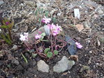 Cyclamen coum_Clown_24.02.2021.JPG