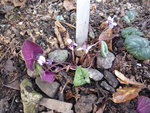 Cyclamen coum_Pewter Leaf Alba_24.02.2021.JPG