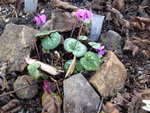 Cyclamen coum_Pfeilspitzblatt_Something Magic magenta_24.02.2021.JPG