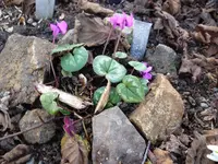 Cyclamen coum_Pfeilspitzblatt_Something Magic magenta_24.02.2021.webp