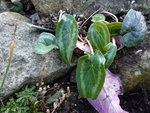 Cyclamen hederifolium_Pfeilspitzblatt_24.02.2021.JPG