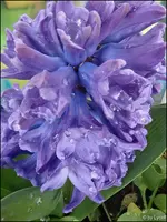 c042.webp