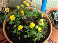 c045.webp