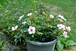 Rose Smiling Eyes Sommer 2020 2.jpg