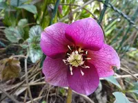 DSC01560.webp