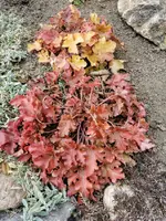 IMG_20210312_112730.webp