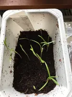 Würzfenchel.webp