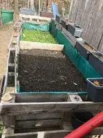 Blumenkohlhochbeet.JPG.webp