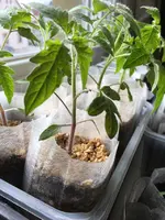 Tomate rotgrün.JPG.webp