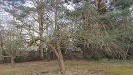 baum_1.webp