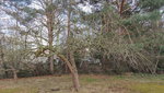 baum_1.jpg