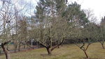 baum_2.jpg