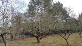 baum_2.webp