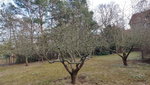 baum_4.jpg