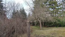 baum_bizarr.webp