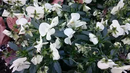 DSC_0232 (4).webp DSC_0232 (4).webp