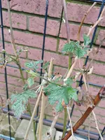 IMG_20210314_114849.webp